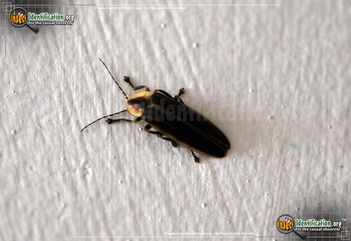 Detailed color picture of an adult Firefly Beetle