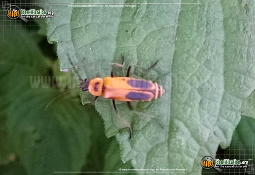 Thumbnail image #2 of the Pennsylvania-Leatherwing-Beetle