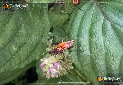Thumbnail image #5 of the Pennsylvania-Leatherwing-Beetle