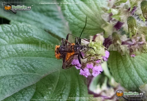 Thumbnail image #3 of the Pennsylvania-Leatherwing-Beetle