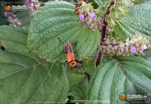 Thumbnail image #4 of the Pennsylvania-Leatherwing-Beetle