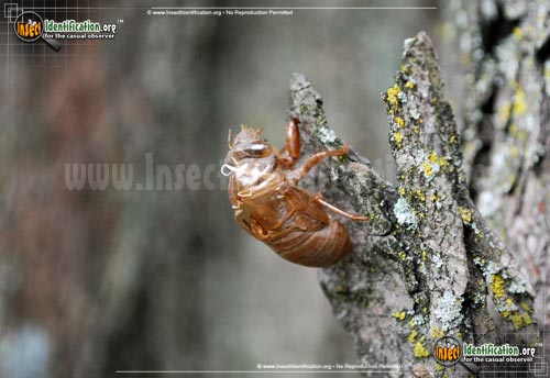 Thumbnail image #2 of the Periodical-Cicada