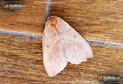 Thumbnail image of the Periphoba-Arcaei-Moth