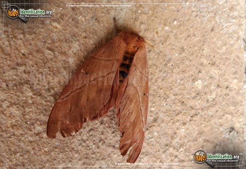 Thumbnail image #2 of the Periphoba-Arcaei-Moth