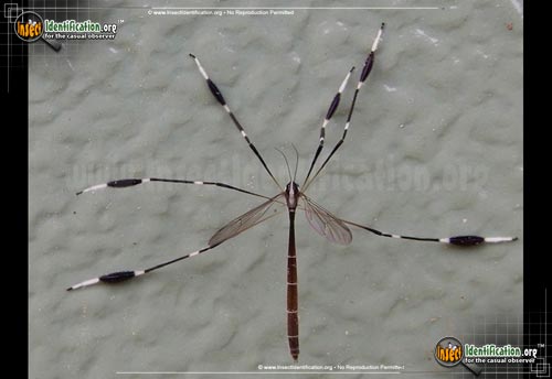 Thumbnail image of the Eastern Phantom-Crane-fly