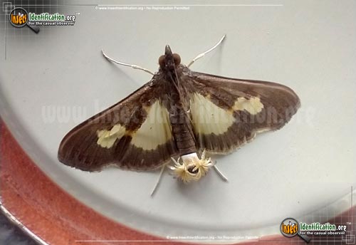 Thumbnail image of the Pickleworm-Moth