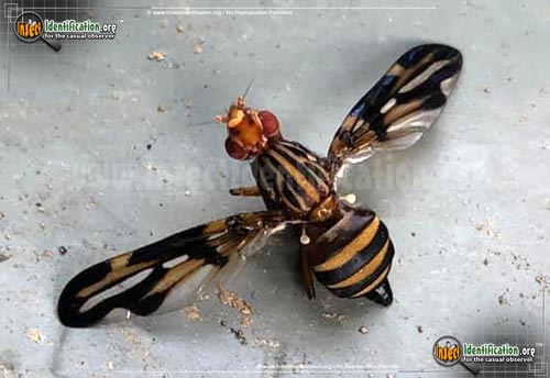 Thumbnail image of the Picture-Winged-Fly-Idana-marginata