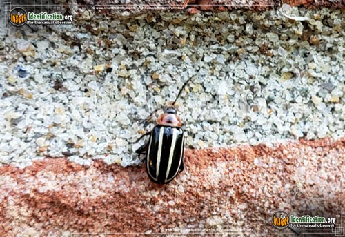 Thumbnail image of the Pigweed-Flea-Beetle
