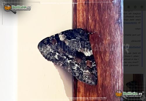 Thumbnail image of the Pine-False-Looper-Zale-Moth