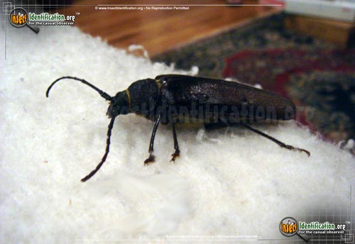 Thumbnail image of the Pine-Sawyer-Beetle