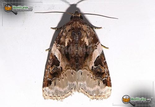 Thumbnail image of the Pink-Barred-Pseudeustrotia-Moth