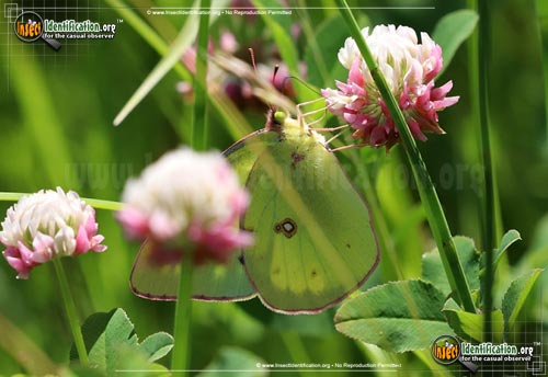 Thumbnail image of the Pink-Edged-Sulphur-Butterfly