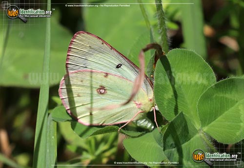 Thumbnail image #2 of the Pink-Edged-Sulphur-Butterfly