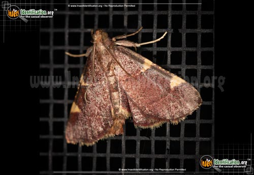 Thumbnail image #2 of the Pink-Fringed-Dolichomia-Moth