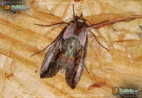Thumbnail image of the Pink-Patched-Looper-Moth