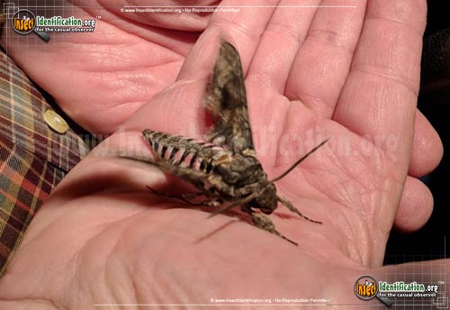 Thumbnail image of the Pink-Spotted-Hawkmoth