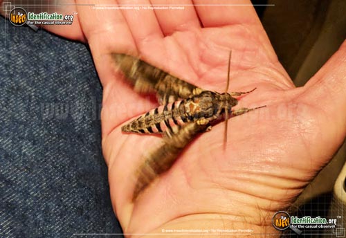 Thumbnail image #2 of the Pink-Spotted-Hawkmoth