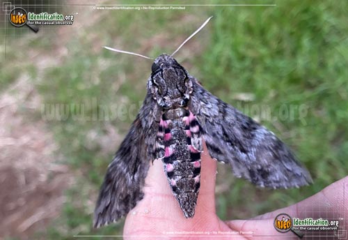 Thumbnail image of the Pink-Spotted-Hawkmoth