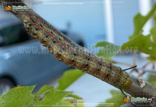 Thumbnail image #2 of the Pink-Striped-Oakworm-Moth