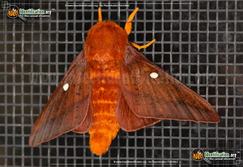 Thumbnail image #3 of the Pink-Striped-Oakworm-Moth
