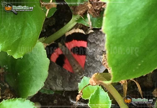 Thumbnail image of the Pink-Underwing-Moth