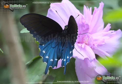 Thumbnail image #10 of the Pipevine-Swallowtail