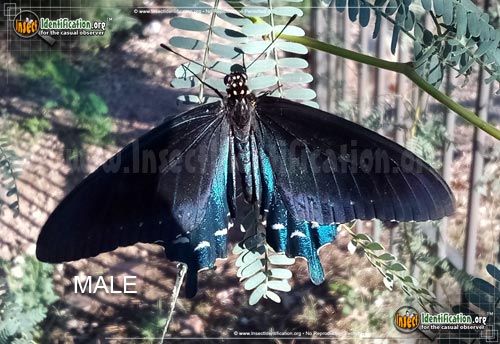 Thumbnail image #12 of the Pipevine-Swallowtail