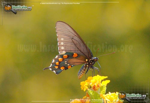Thumbnail image #5 of the Pipevine-Swallowtail