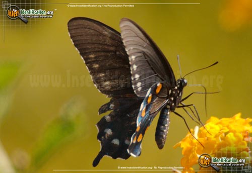 Thumbnail image #8 of the Pipevine-Swallowtail