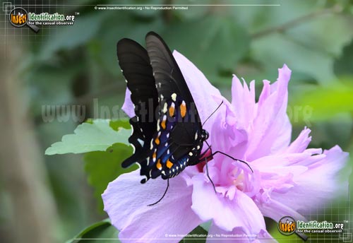 Thumbnail image #9 of the Pipevine-Swallowtail