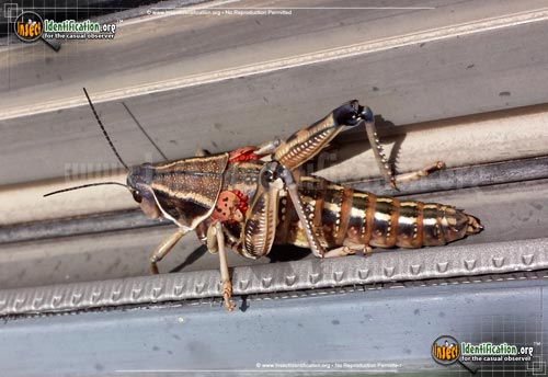 Thumbnail image of the Plains-Lubber-Grasshopper