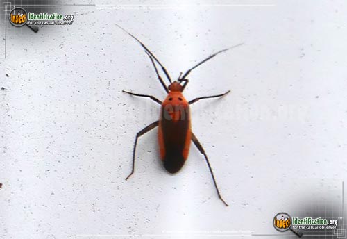 Thumbnail image of the Plant-Bug-Taedia-scrupea