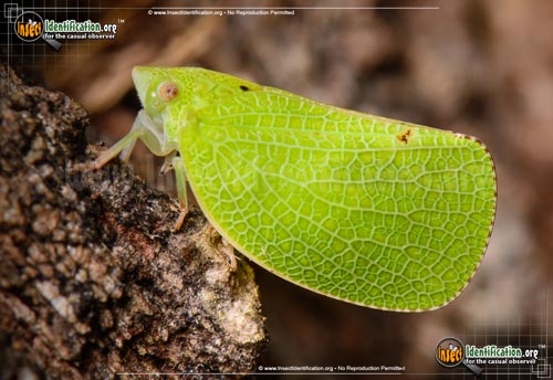 Thumbnail image of the Planthopper