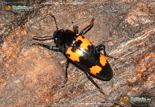 Thumbnail image of the Pleasing-Fungus-Beetle-Megalodacne
