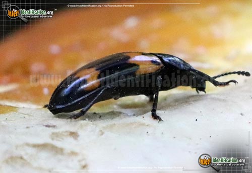Thumbnail image #6 of the Pleasing-Fungus-Beetle-Megalodacne