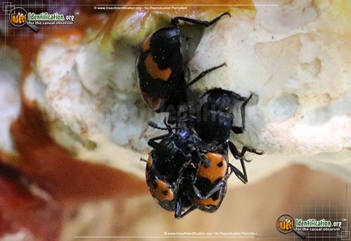 Thumbnail image #4 of the Pleasing-Fungus-Beetle-Megalodacne