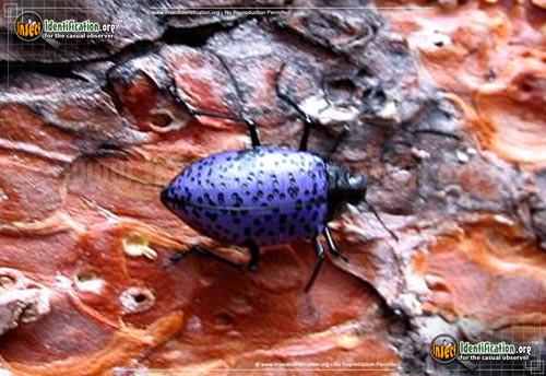 Thumbnail image #3 of the Pleasing-Fungus-Beetle