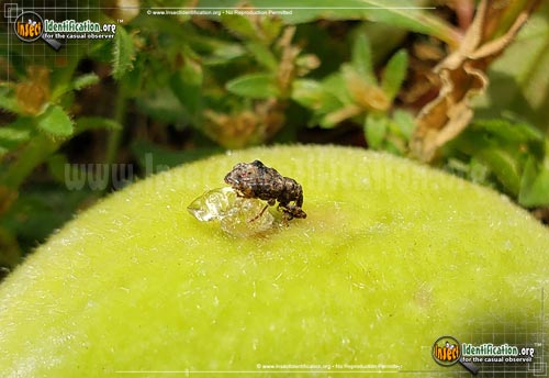 Thumbnail image #4 of the Plum-Curculio-Weevil-Beetle