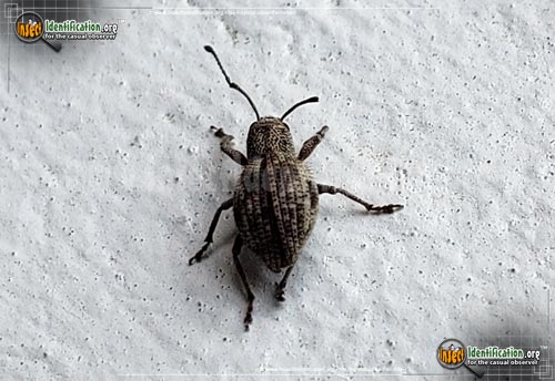 Thumbnail image of the Plum-Curculio-Weevil-Beetle