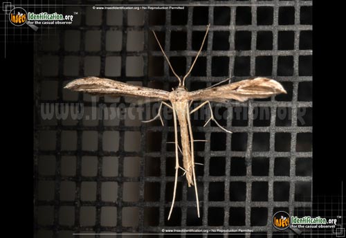 Thumbnail image of the Plume-Moth
