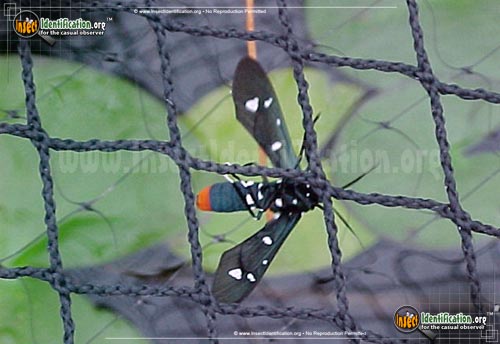 Thumbnail image #4 of the Polka-Dot-Wasp-Moth