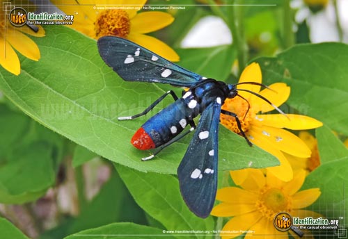 Thumbnail image of the Polka-Dot-Wasp-Moth