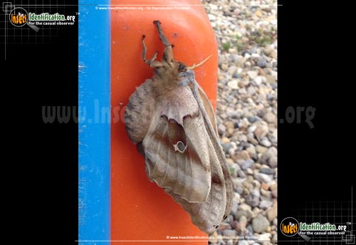 Thumbnail image #12 of the Polyphemus-Moth