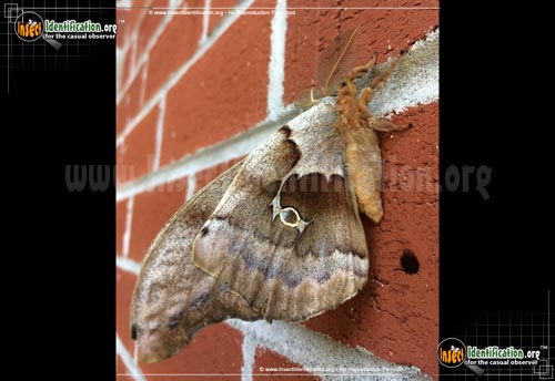 Thumbnail image #4 of the Polyphemus-Moth