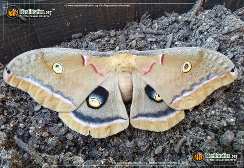 Thumbnail image #6 of the Polyphemus-Moth