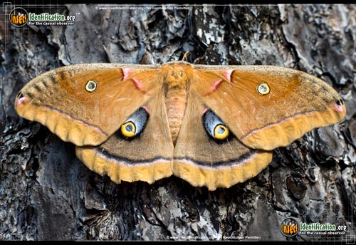 Thumbnail image of the Polyphemus-Moth