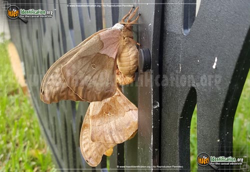 Thumbnail image #8 of the Polyphemus-Moth