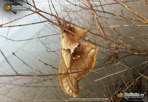 Thumbnail image #15 of the Polyphemus-Moth