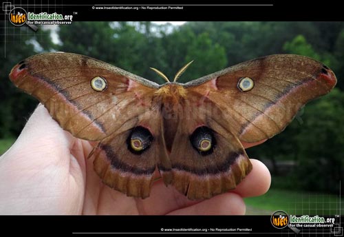 Thumbnail image #3 of the Polyphemus-Moth