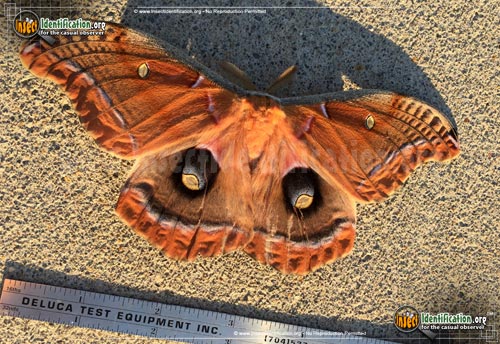Thumbnail image #14 of the Polyphemus-Moth